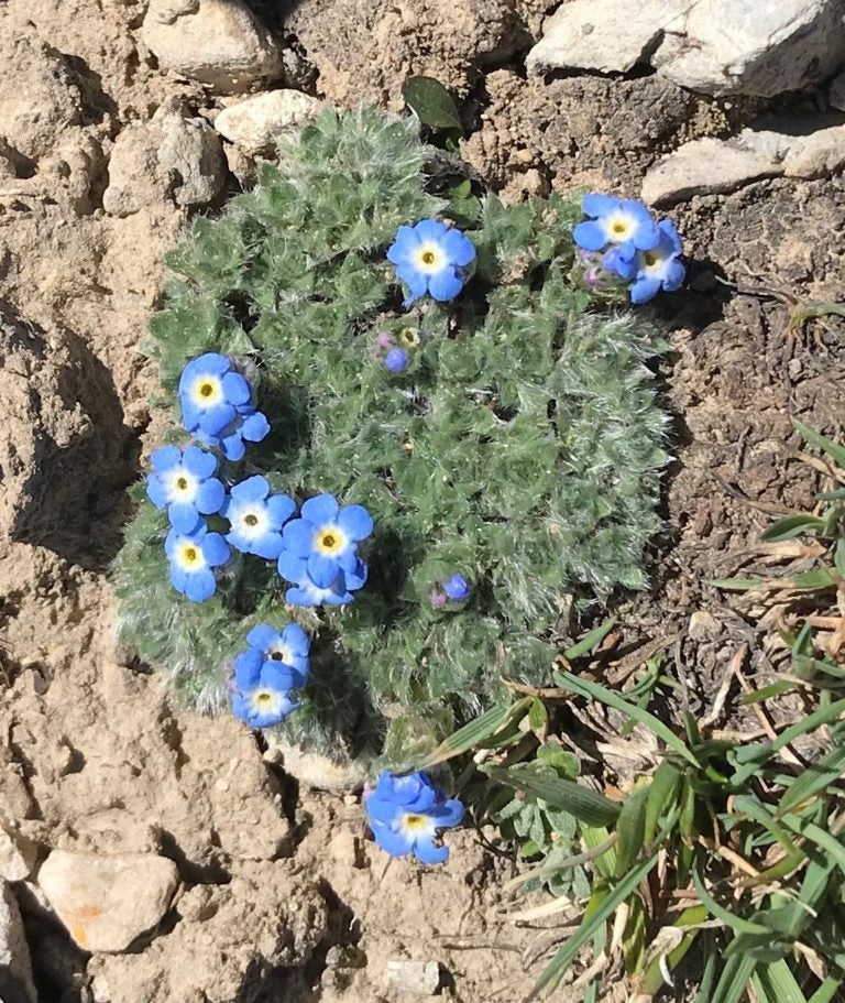 Eritrichium nanum flowers (photo by Paul Allen)