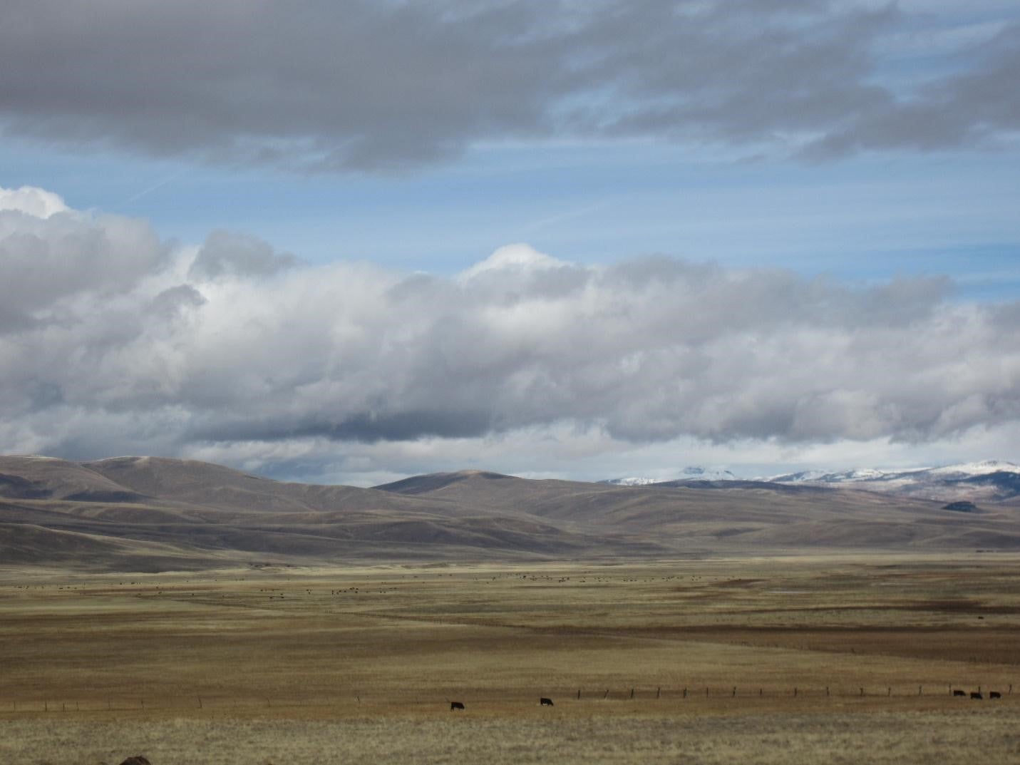 Photo by Callie Puntenney Cows grazing on rangeland near foothills and snow-capped mountains on a cloudy day.