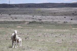 sheep standing on a plain