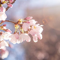 A close up of a blooming tree flower in the spring