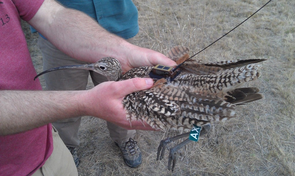 a biologists hands hold a long billed curlew. a small brown transmitter sticks out from the feathers on the bird's back, and a long thin antenna points outward