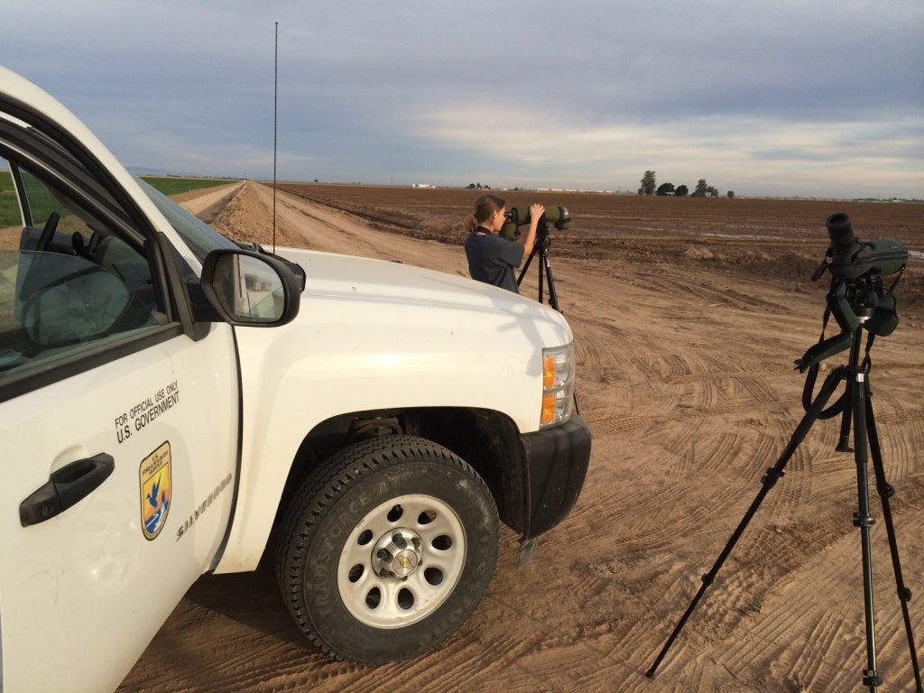 “There have to be some curlews out there!” … Katie Montgomery of the Sonny Bono Salton Sea National Wildlife Refuge plying the agricultural horizons for curlews.