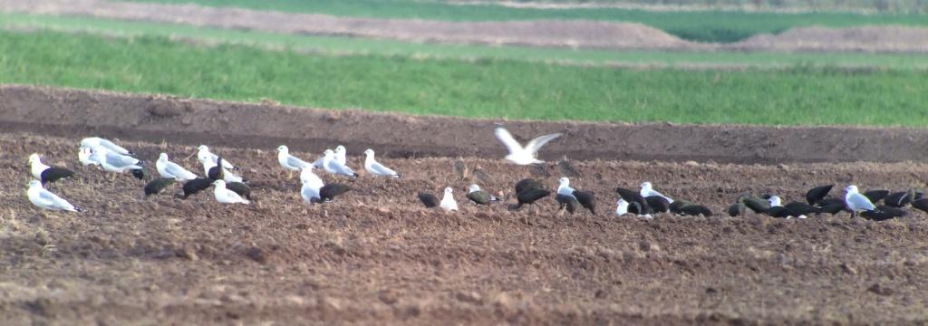 A few of the Long-billed Curlews in this recently-irrigated field.