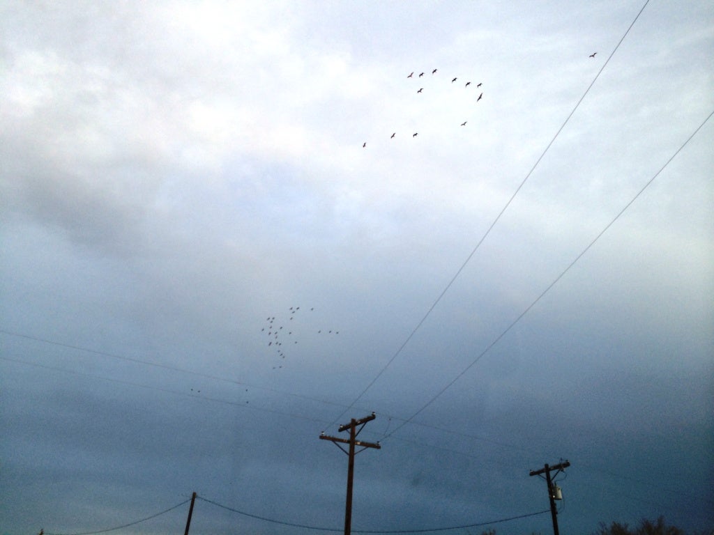 Curlews flying back towards the Salton Sea at the end of the day.