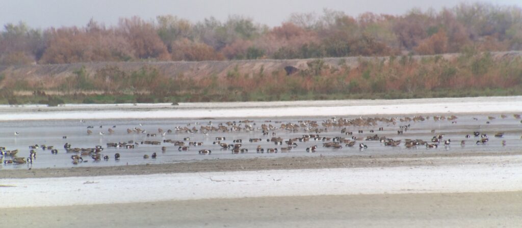 Swarms of waterbirds, especially including Long-billed Curlews, American Avocets, and Northern Shovelers, at the Salton Sea NWR. (picture taken through my scope at 50x)
