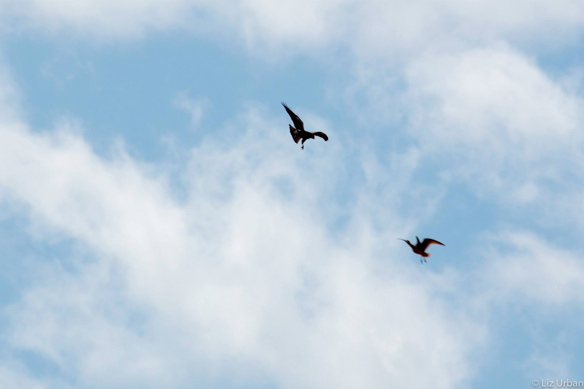 A curlew mobs a raptor passing through his territory