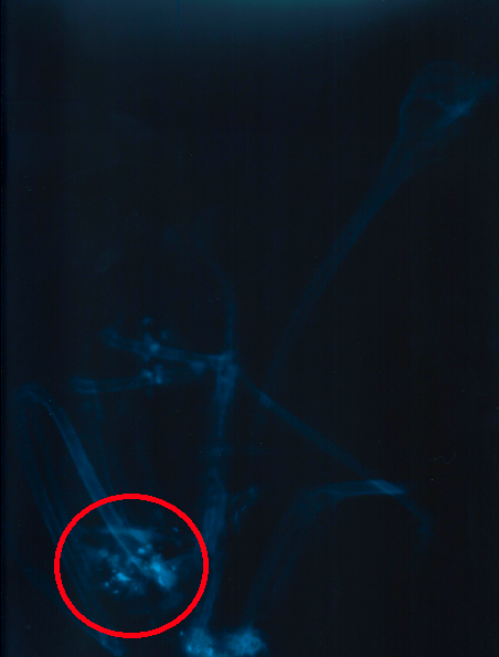 Venus's s-ray, showing a large concentration of dense metal fragments (white) in her chest