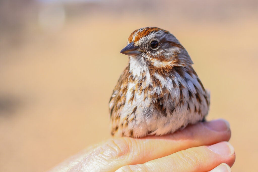 Song Sparrow--Photo by Bryce Robinson