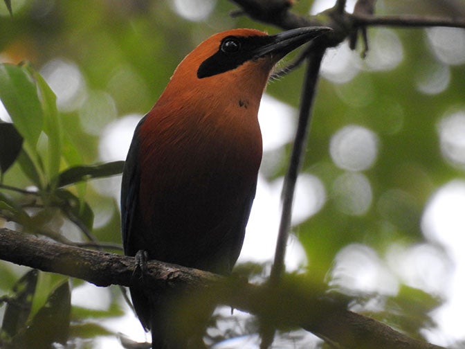 Rufous Motmot (an orange bird) at Bartola