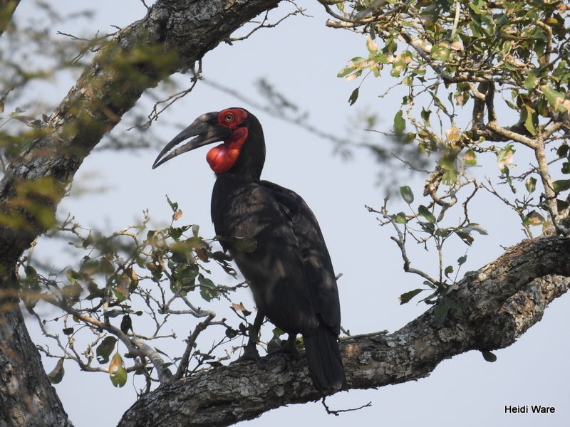 endangered southern ground hornbill