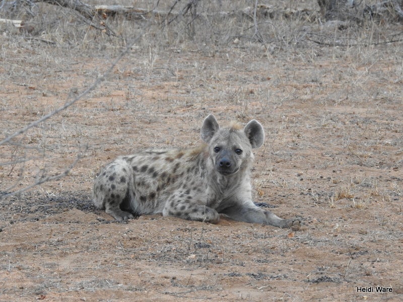 hyena