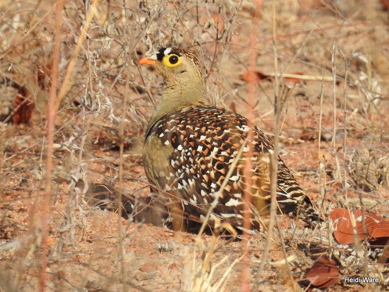 sandgrouse