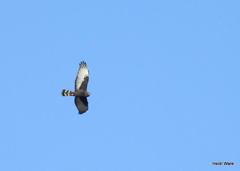 black harrier