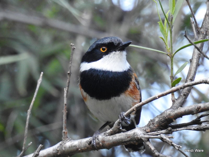 endemic bird Cape Batis