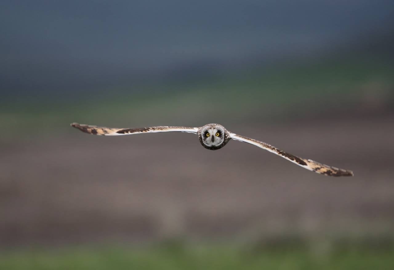 Short-eared Owl by Jim DeWitt