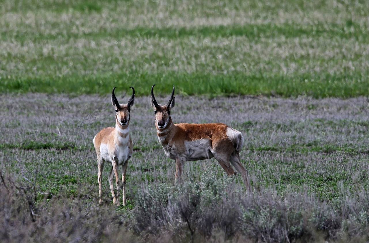 Pronghorn by Jim DeWitt