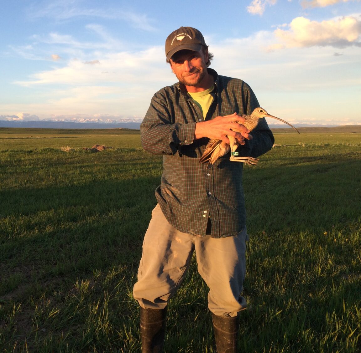 Jay holding a Long-billed Curlew