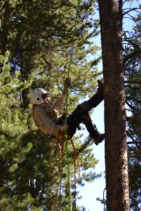 researcher repelling down a tree with rope and harness