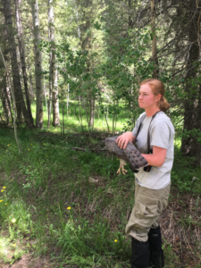 researcher holding goshawk in the forest