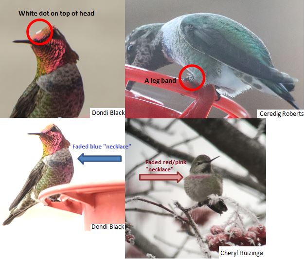 Composite image showing birds with identified unique traits circled and labeled.