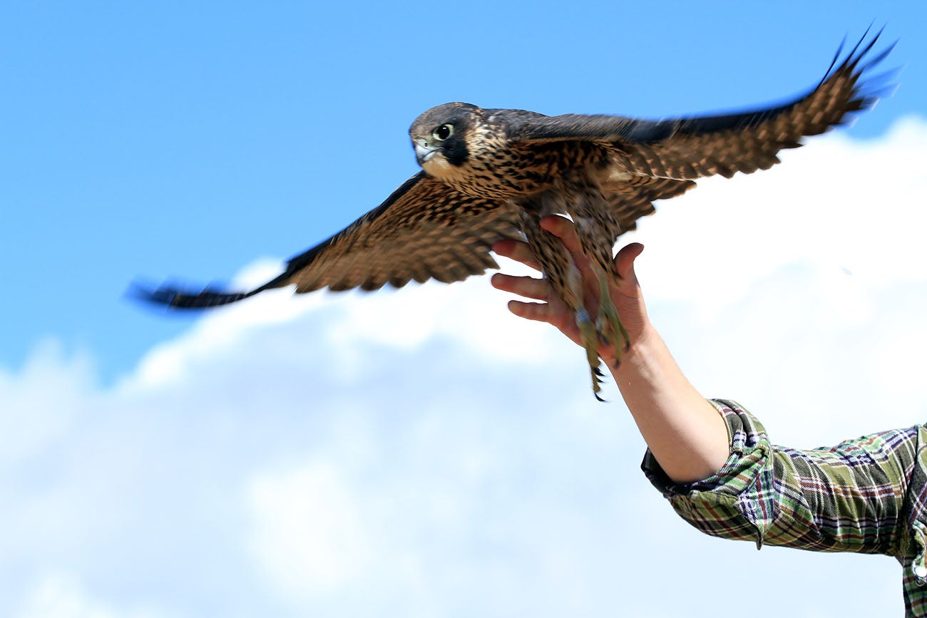 peregrine falcon flies away with wings spread after being released.