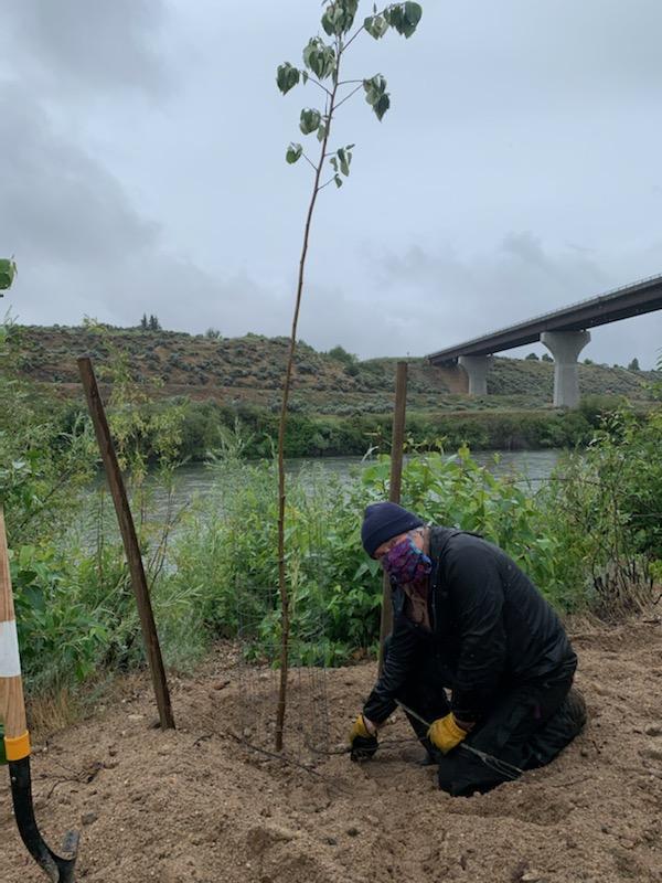 a person wears a cloth face mask during the pandemic while kneeling to plant a cottonwood tree