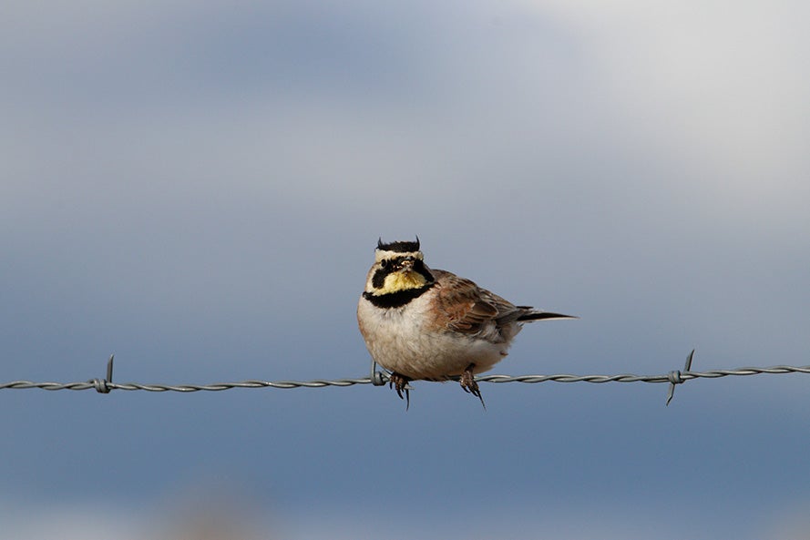 Male Horned Lark perched on a fence