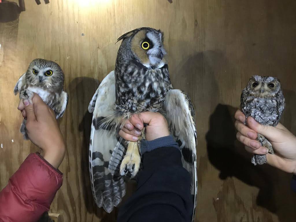 Biologists hold three owls; two small owls look toward the larger third owl