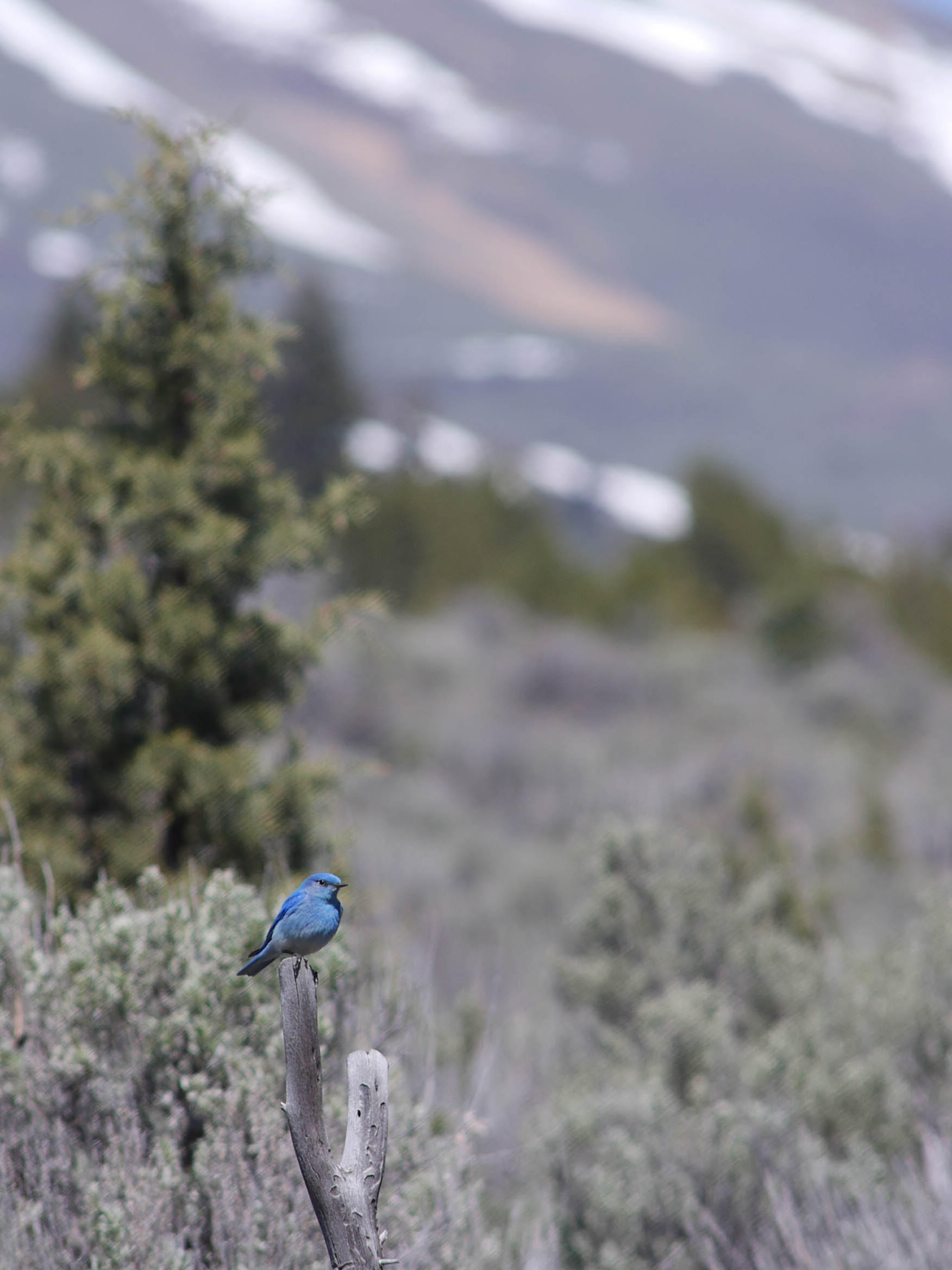 a beautiful sky blue bird perches on top of a dry gray branch.