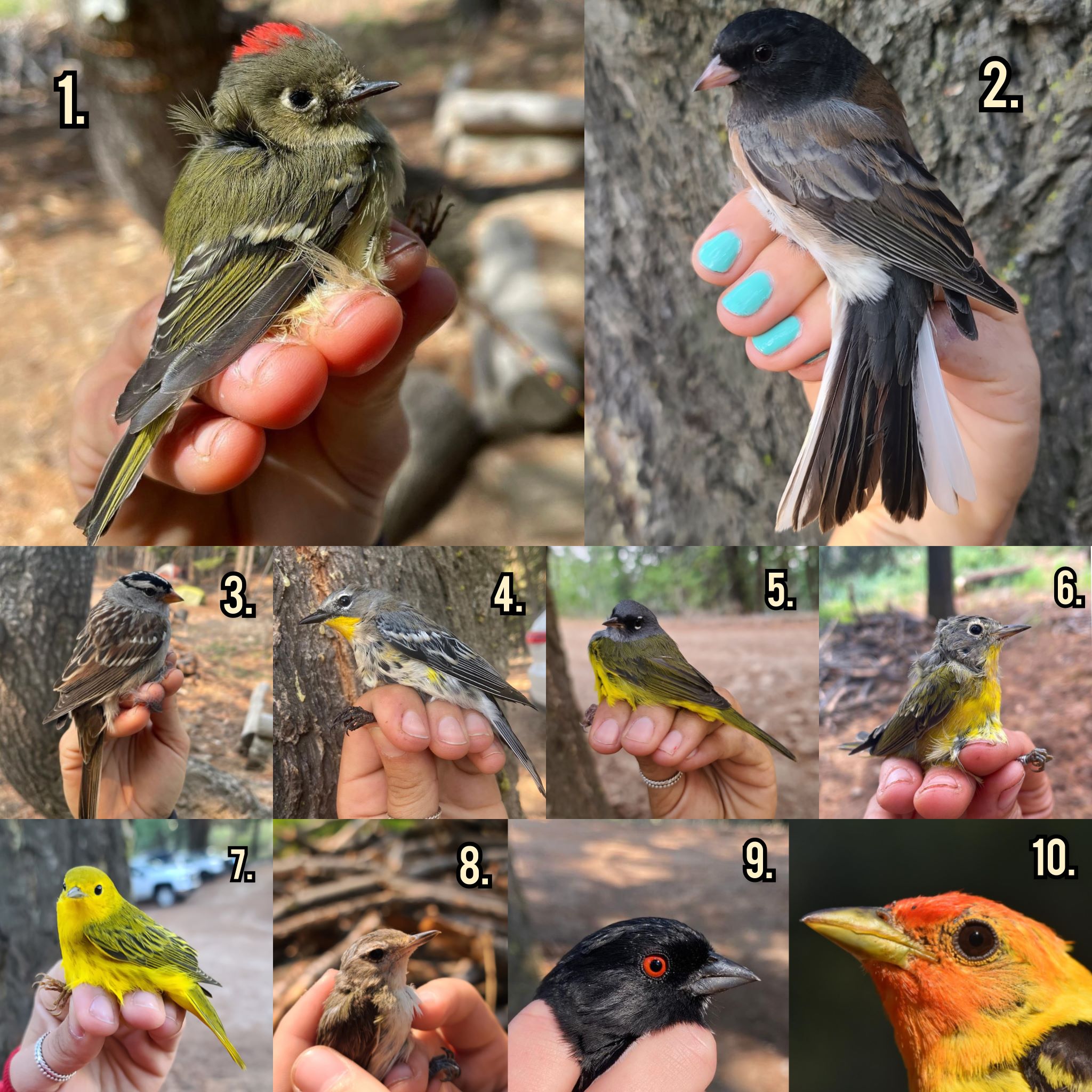 assorted birds