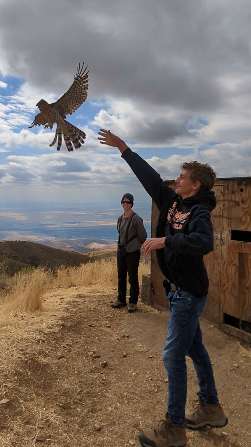 teen releasing cooper's hawk