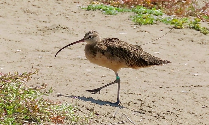 a long-billed curlew standing on sand.