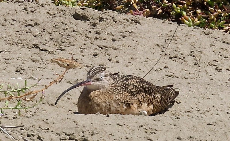 Dozer the curlew laying down in the sunshine on a beach.