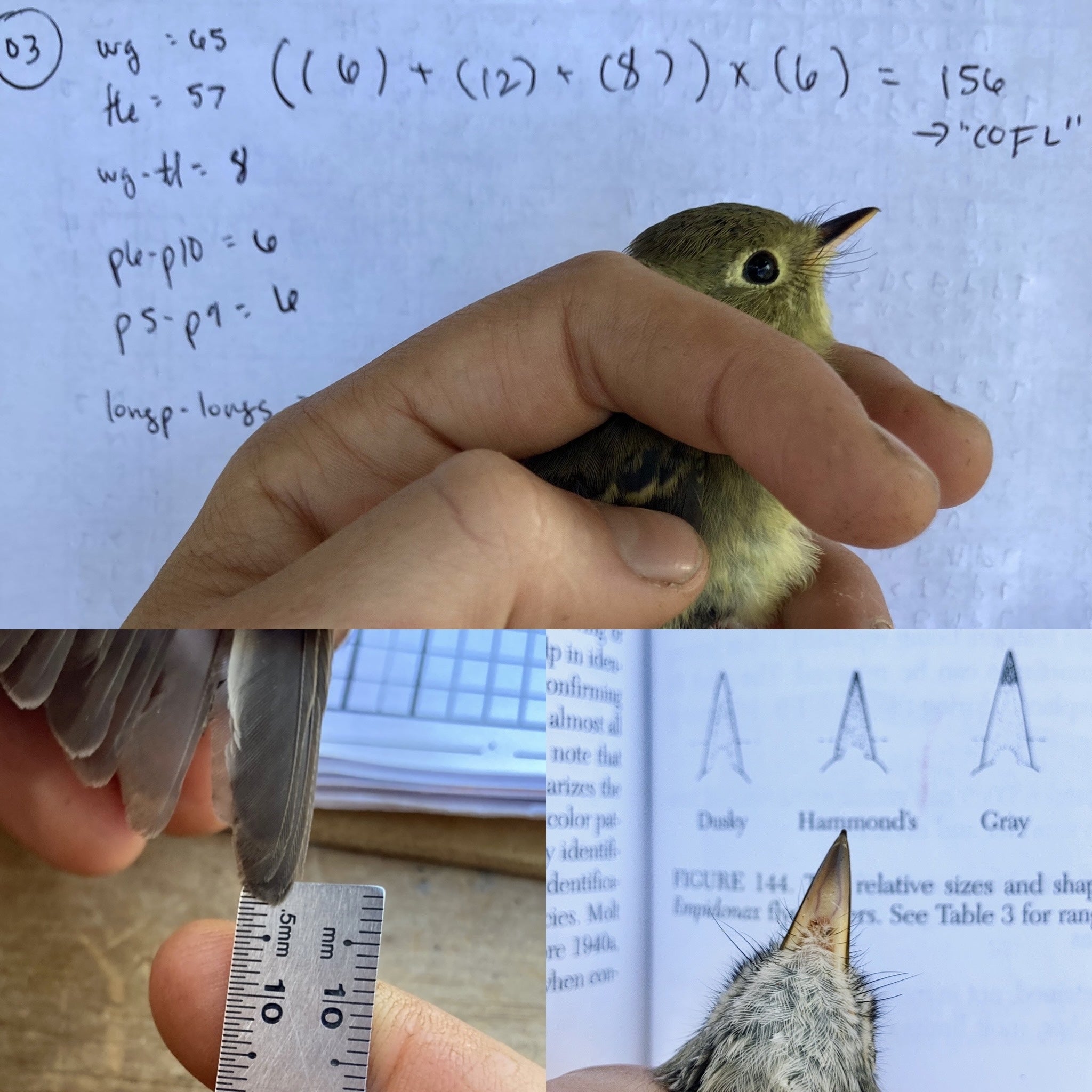 collage of 3 images shows a western flycatcher