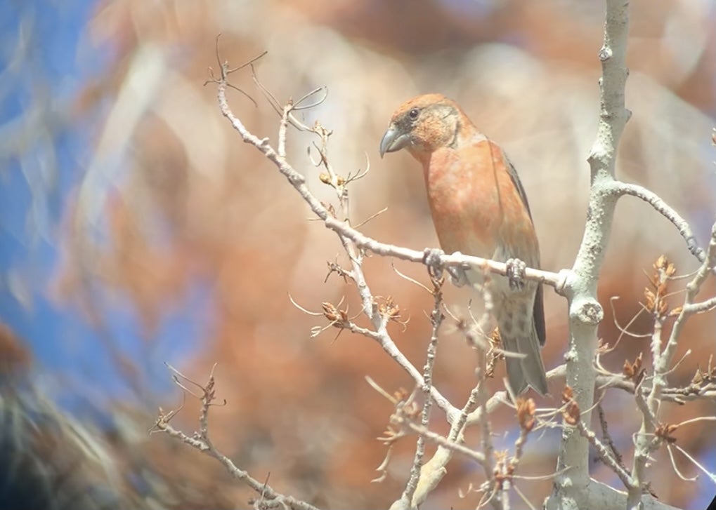 a red finch sits on some aspen twigs.