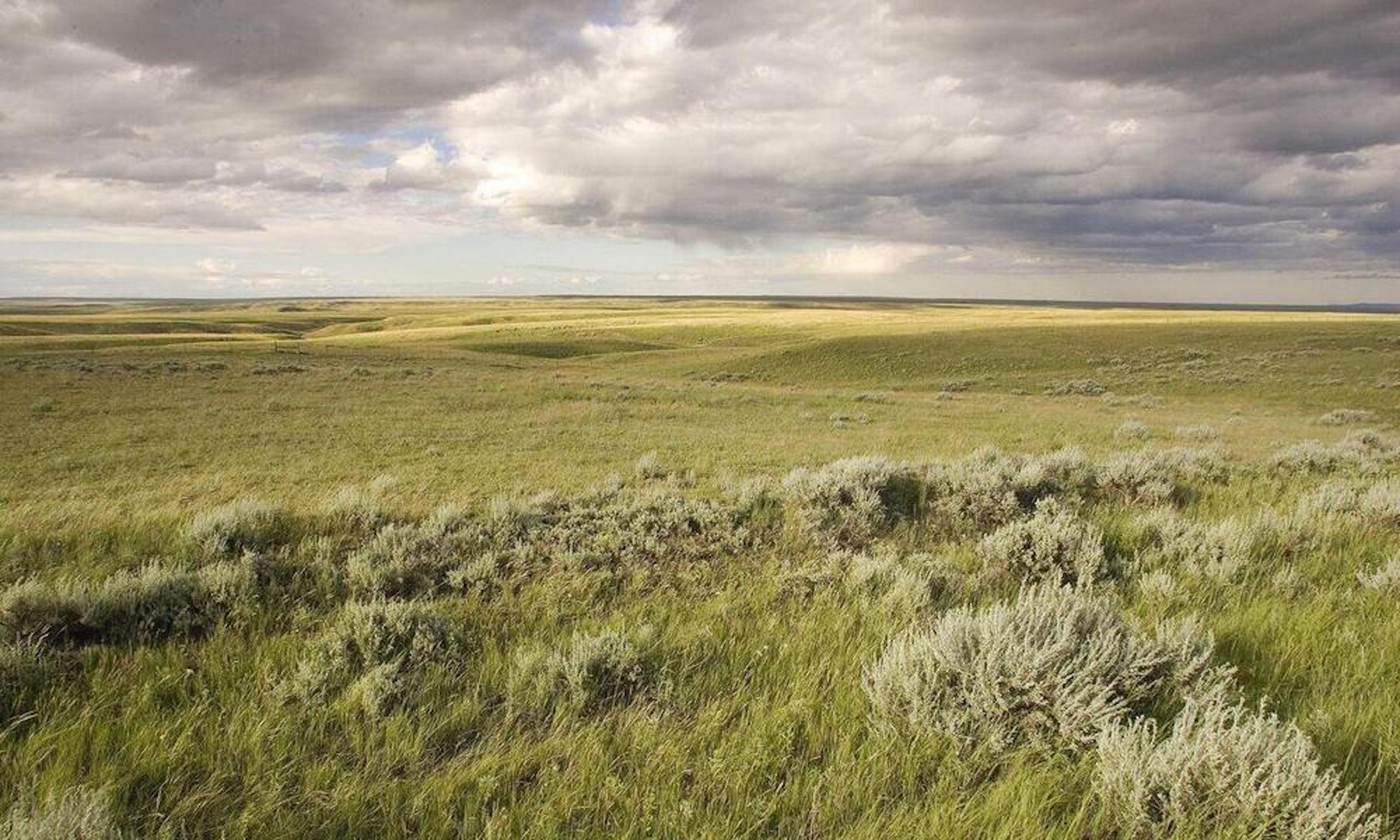 rolling bright green grass and shrub lands glows in golden sunlight. dramatic gray clouds fill the sky overhead