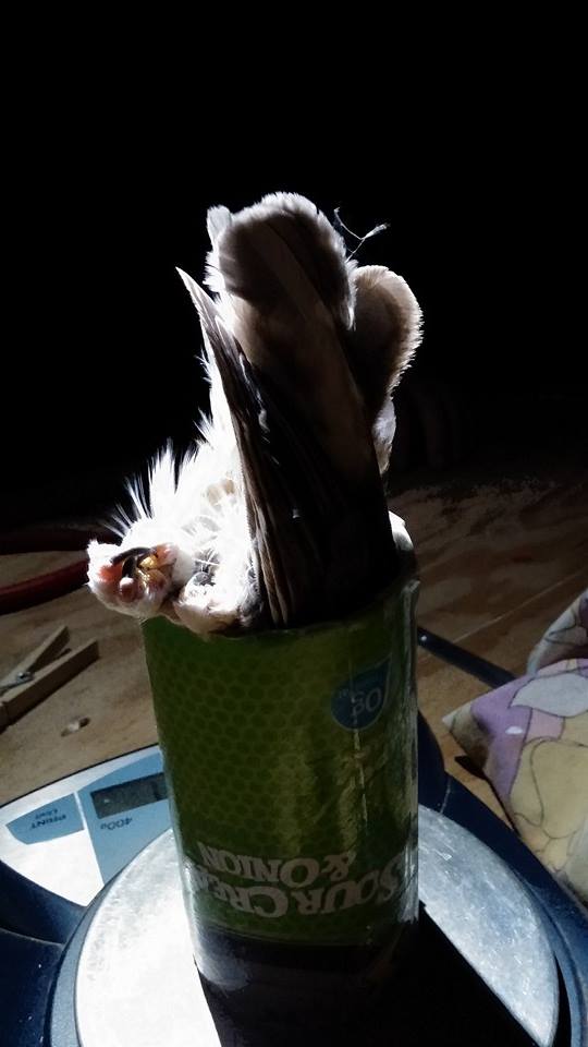 small brown bird in a can on a scale