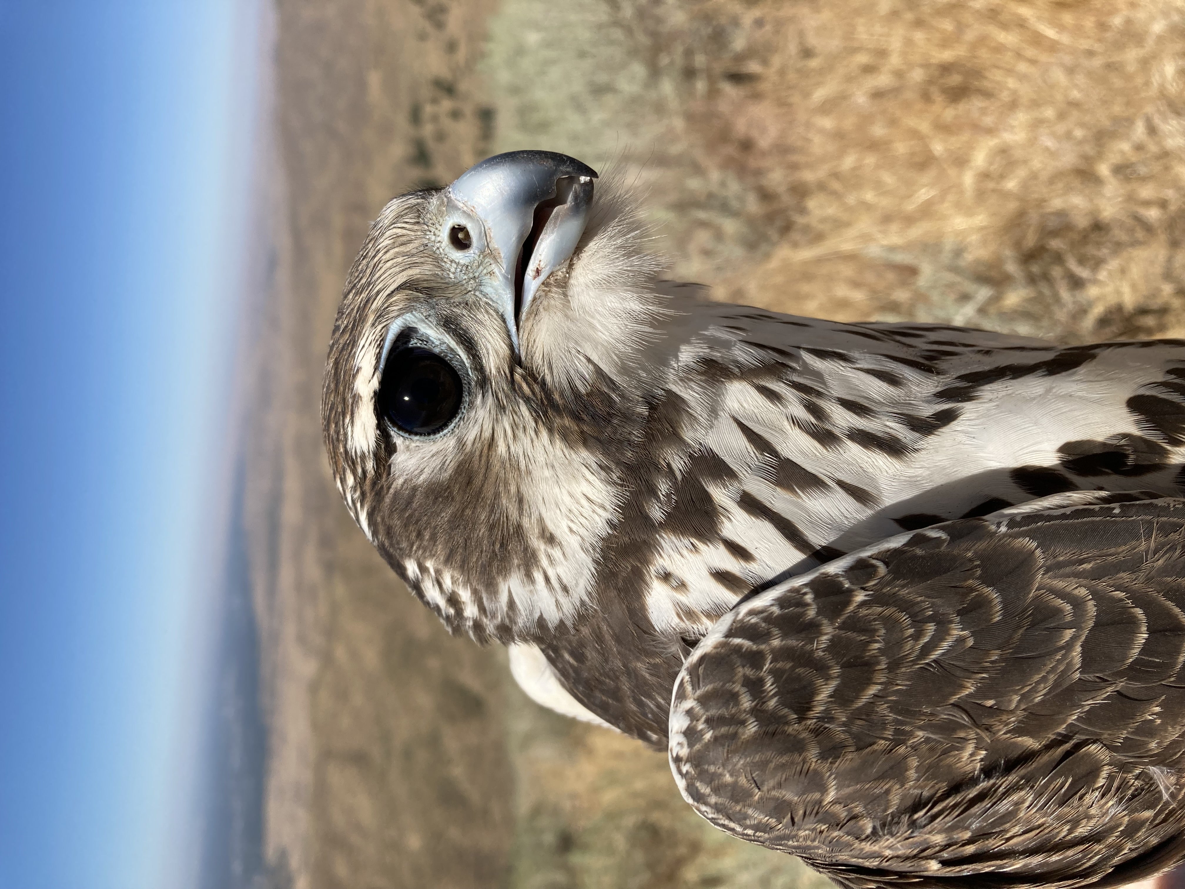 a profile of a brown and white raptor
