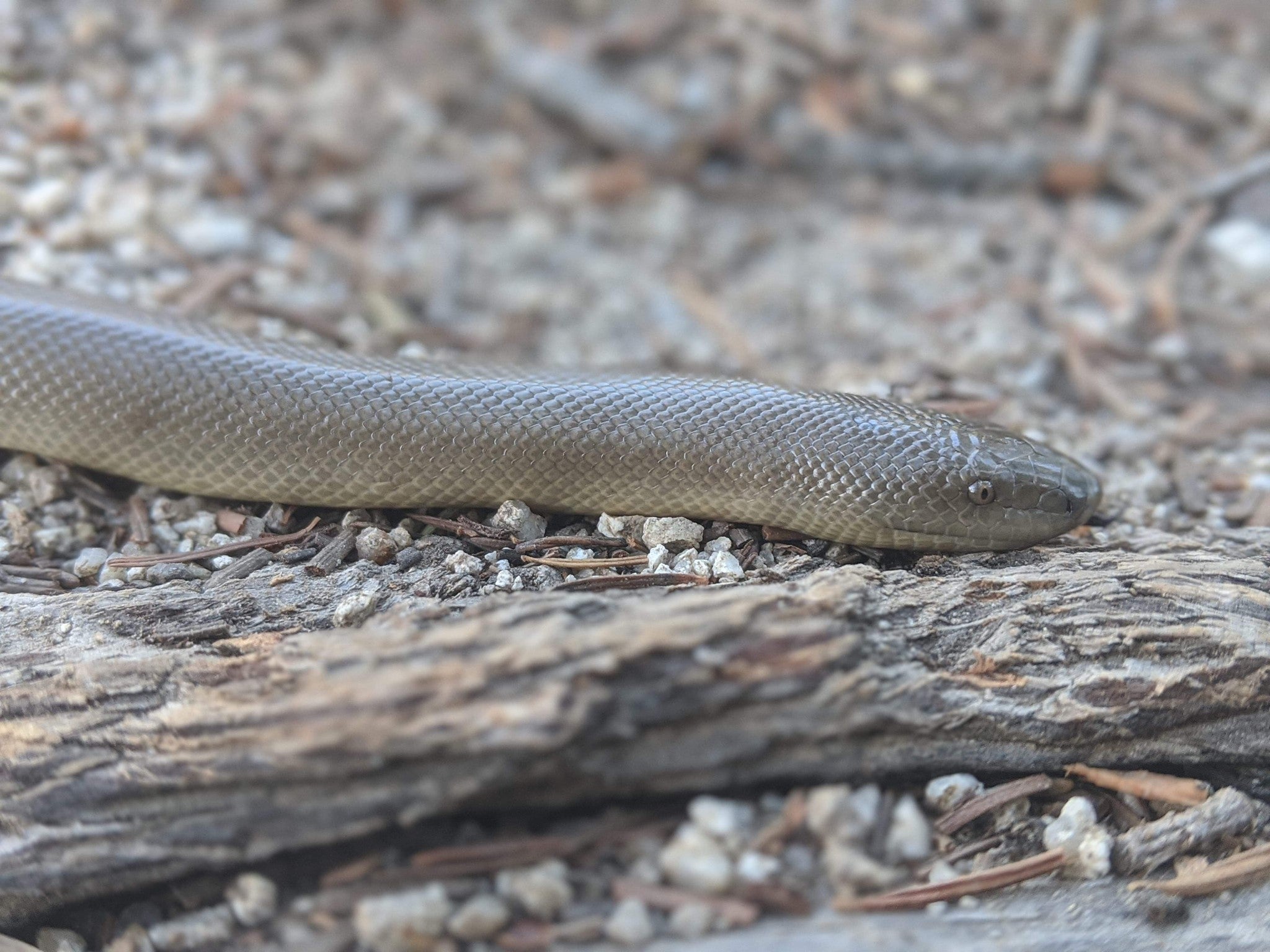 gray rubber boa