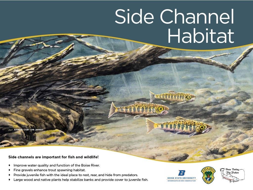 an interpretive sign features a large illustration of rainbow trout fry.