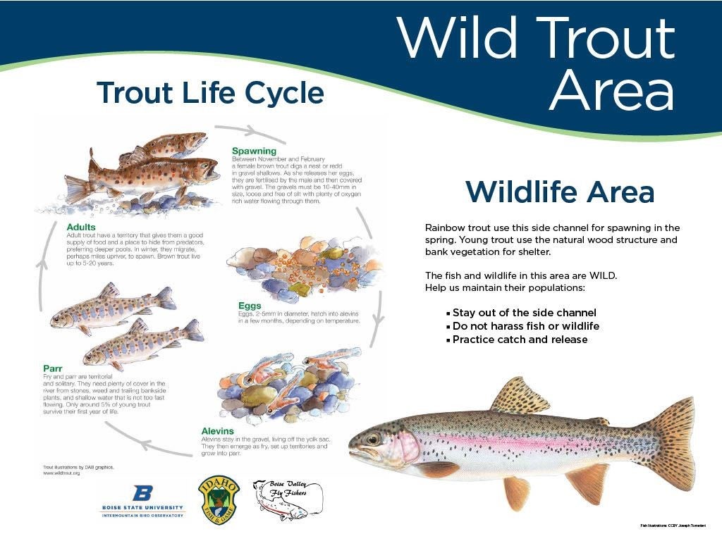 an interpretive sign says "wild trout area". With an illustration of the trout life cycle.