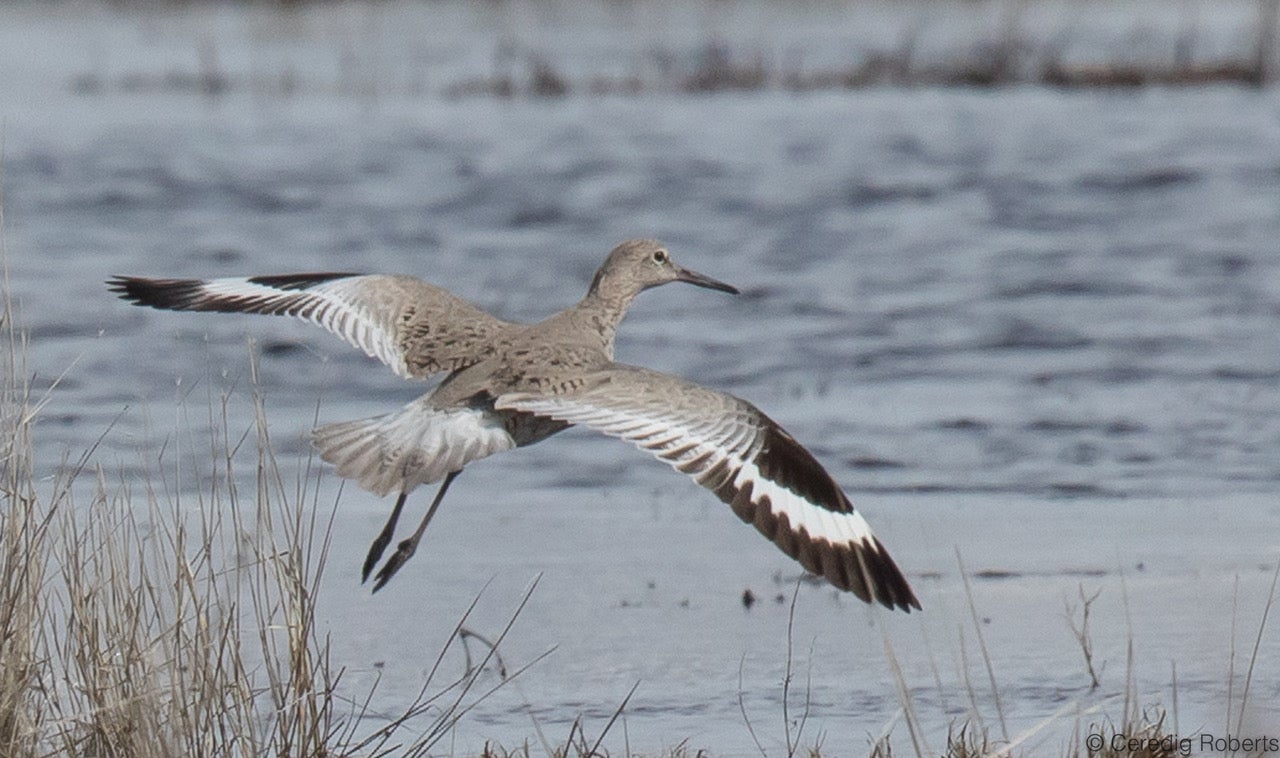 image shows a medium sized white and grey bird with black wing tips