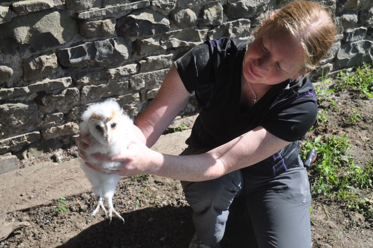 scientist gently holds a young fluffy white owl