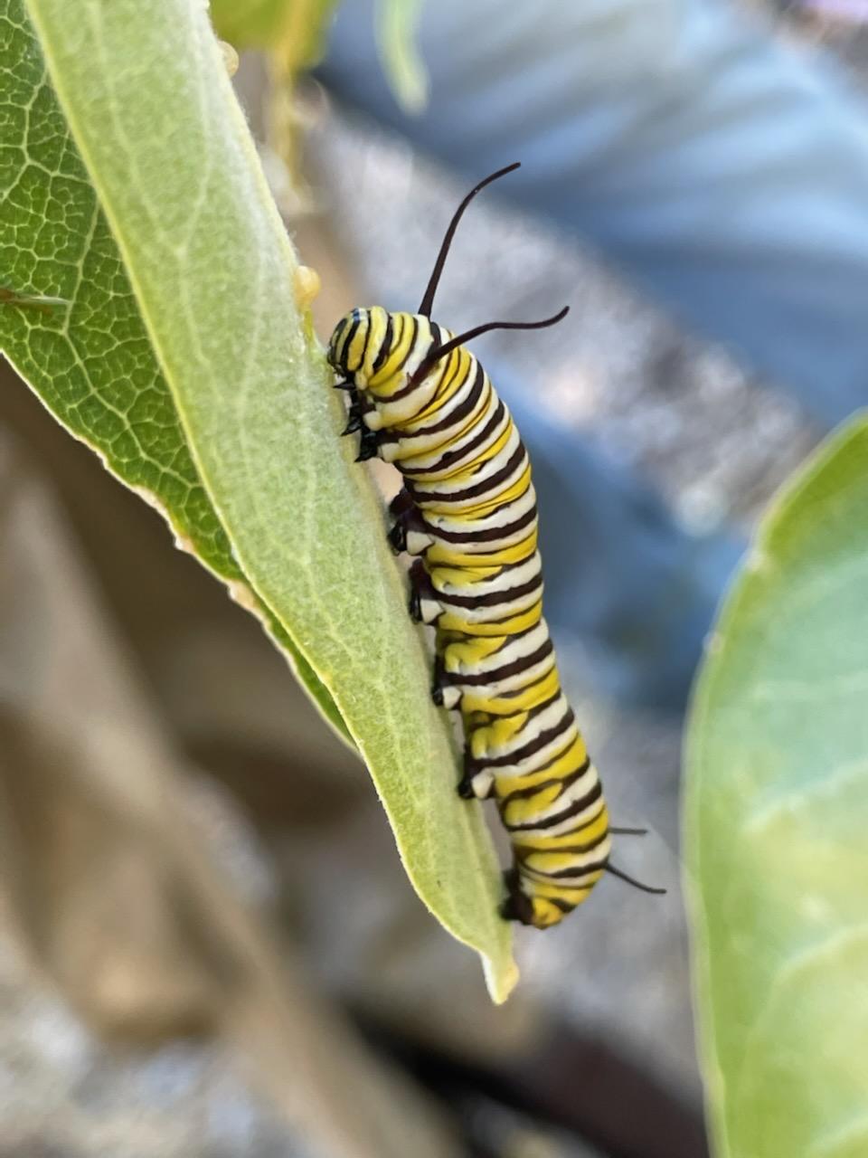 a yellow, white, and black striped caterpillar on a milkweed leaf