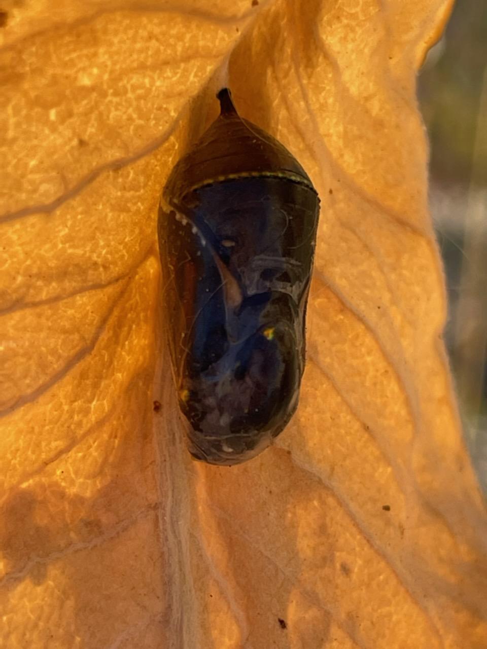 black chrysalis hangs on a brown leaf