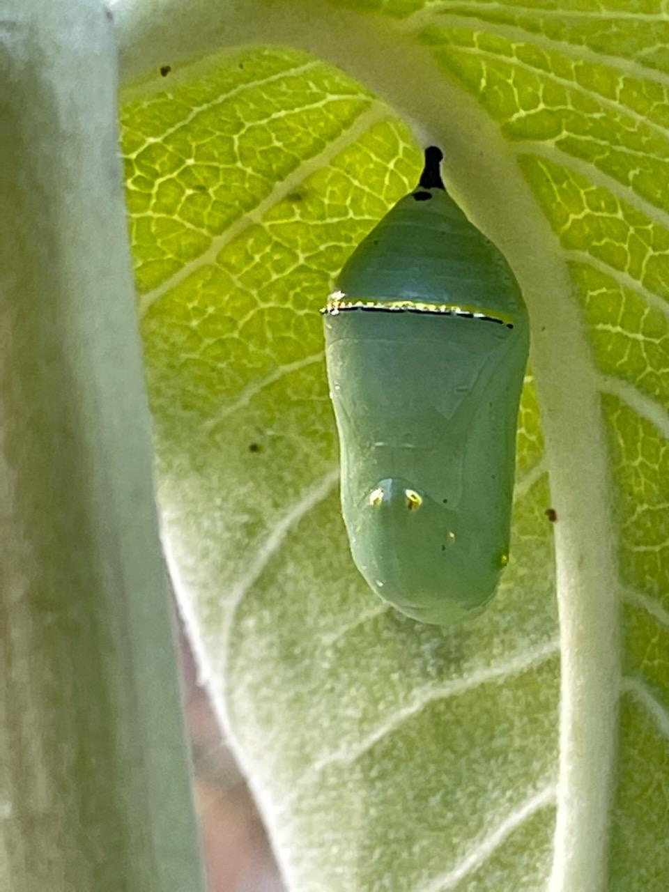 a smooth green pupa hangs from the bottom of a leaf