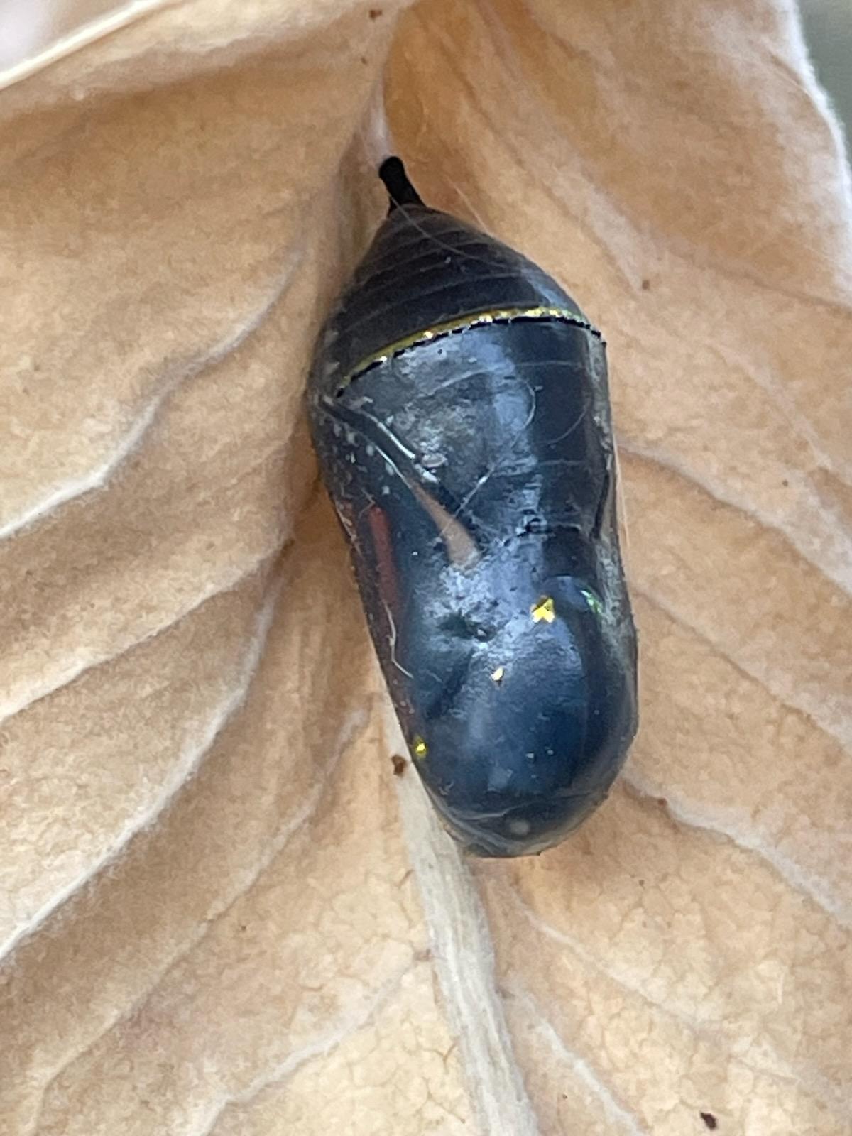 black chrysalis with orange wing with black wing veins