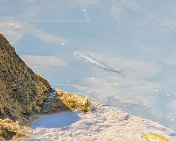 a spotted fish partially obscured by the reflection of the waters surface.