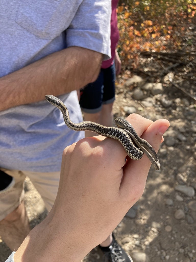 a person holds a small checker-spotted snake.