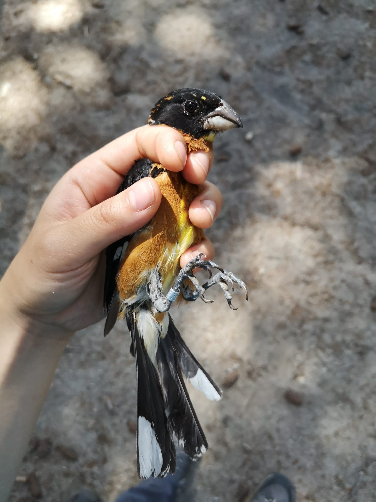 a strikingly beautiful black, orange, and white grosbeak